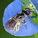 Lasioglossum lepidii