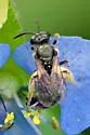 Lasioglossum lepidii - photo 2