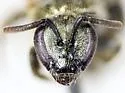 Lasioglossum leucocomum