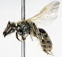 Lasioglossum leucocomum - photo 2