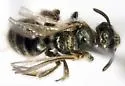 Lasioglossum leucocomum - photo 3