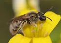 Lasioglossum leucocomum - photo 4