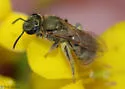Lasioglossum leucocomum - photo 5