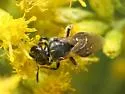 Lasioglossum lineatulum