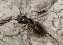 Lasioglossum lionotum - Lasioglossum lionotum