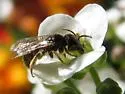 Lasioglossum lionotum - photo 2