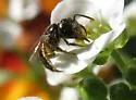 Lasioglossum lionotum - photo 3