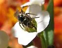 Lasioglossum lionotum - photo 4