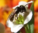Lasioglossum lionotum - photo 5