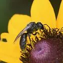 Lasioglossum lustrans