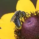 Lasioglossum lustrans - photo 2
