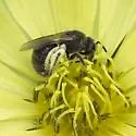 Lasioglossum lustrans - photo 3