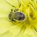 Lasioglossum lustrans - photo 4