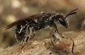 Lasioglossum macoupinense