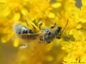 Lasioglossum marinum