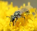 Lasioglossum marinum - photo 2