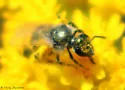 Lasioglossum marinum - photo 3
