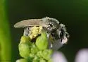 Lasioglossum marinum - photo 4
