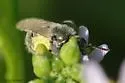 Lasioglossum marinum - photo 5