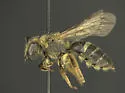 Lasioglossum mellipes