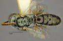 Lasioglossum mesillense