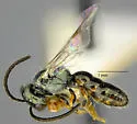 Lasioglossum mesillense - photo 2