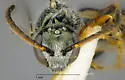 Lasioglossum mesillense - photo 3