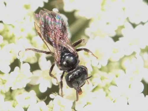 Lasioglossum michiganense
