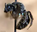 Lasioglossum nelumbonis