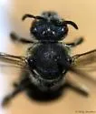 Lasioglossum nelumbonis - photo 2