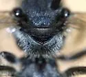 Lasioglossum nelumbonis - photo 3