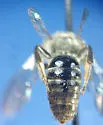Lasioglossum nelumbonis - photo 4
