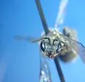 Lasioglossum nelumbonis - photo 5
