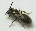 Lasioglossum nigroviride - Lasioglossum nigroviride
