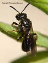 Lasioglossum nigroviride - photo 2