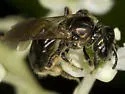 Lasioglossum nigroviride - photo 3