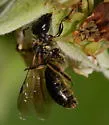 Lasioglossum nigroviride - photo 4