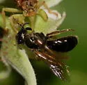 Lasioglossum nigroviride - photo 5