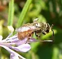 Lasioglossum nymphale