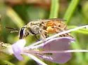 Lasioglossum nymphale - photo 2