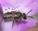 Lasioglossum nymphale - photo 3
