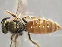 Lasioglossum nymphale - photo 4