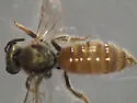 Lasioglossum nymphale - photo 5