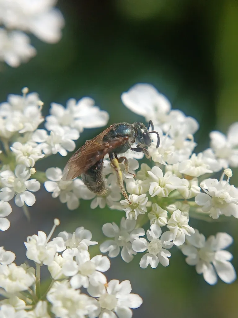 Lasioglossum oblongum - photo 2