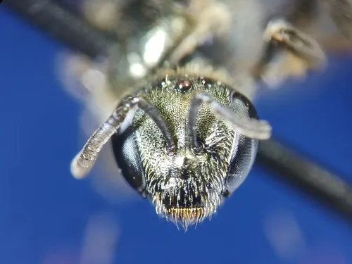 Lasioglossum obscurum