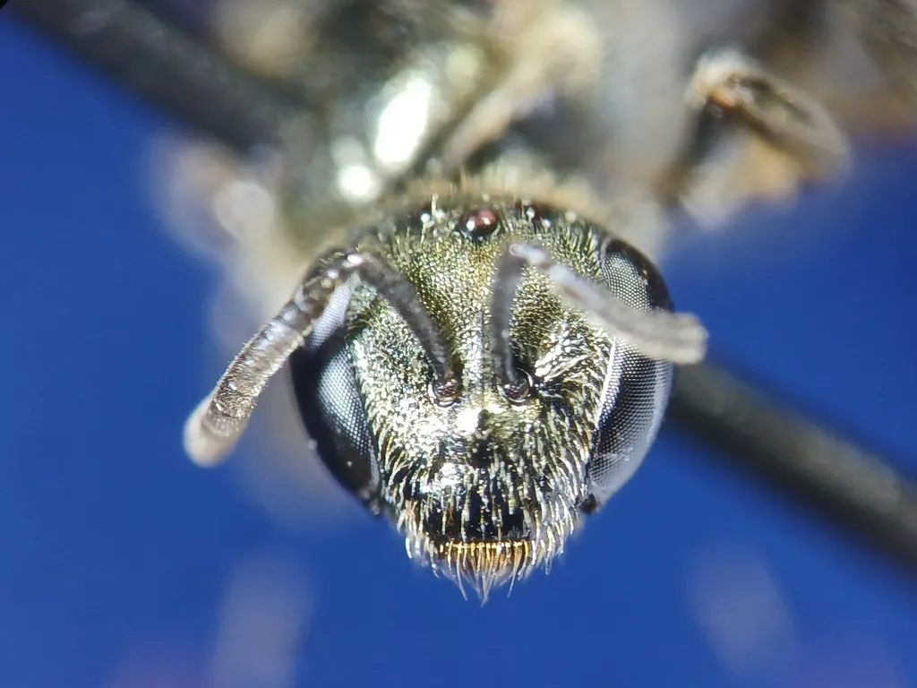 Lasioglossum obscurum - photo 2