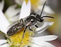 Lasioglossum oceanicum