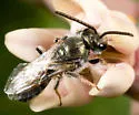Lasioglossum oceanicum - photo 2