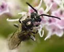 Lasioglossum oceanicum - photo 3