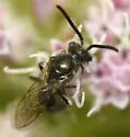 Lasioglossum oceanicum - photo 4